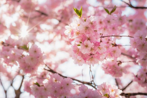 Photo Cherry Blossoms