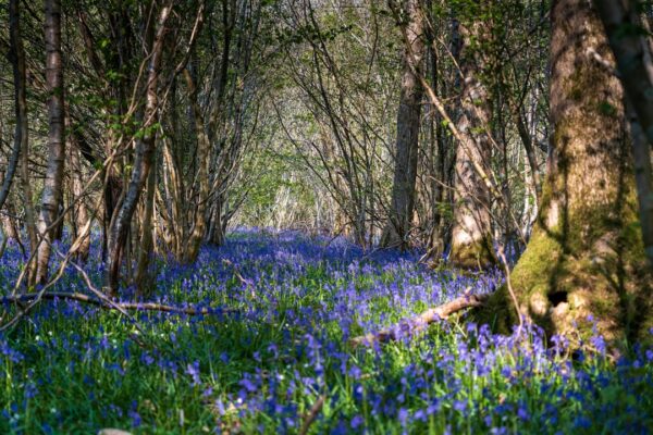 Photo Enchanted forest