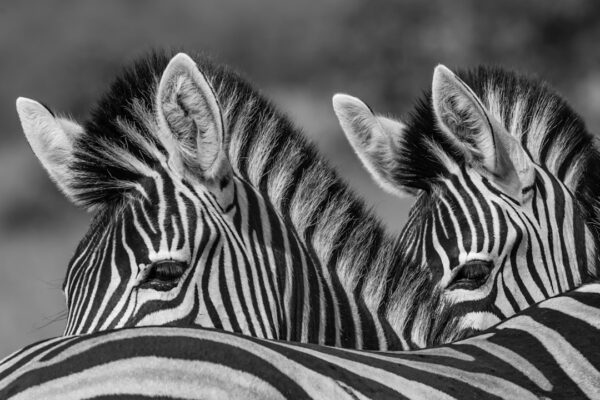 Photo black and white