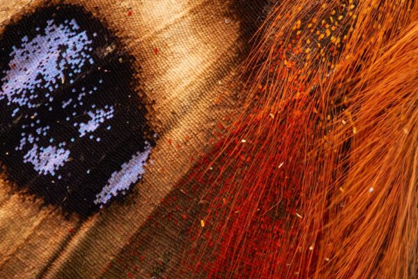 Photo cobalt color